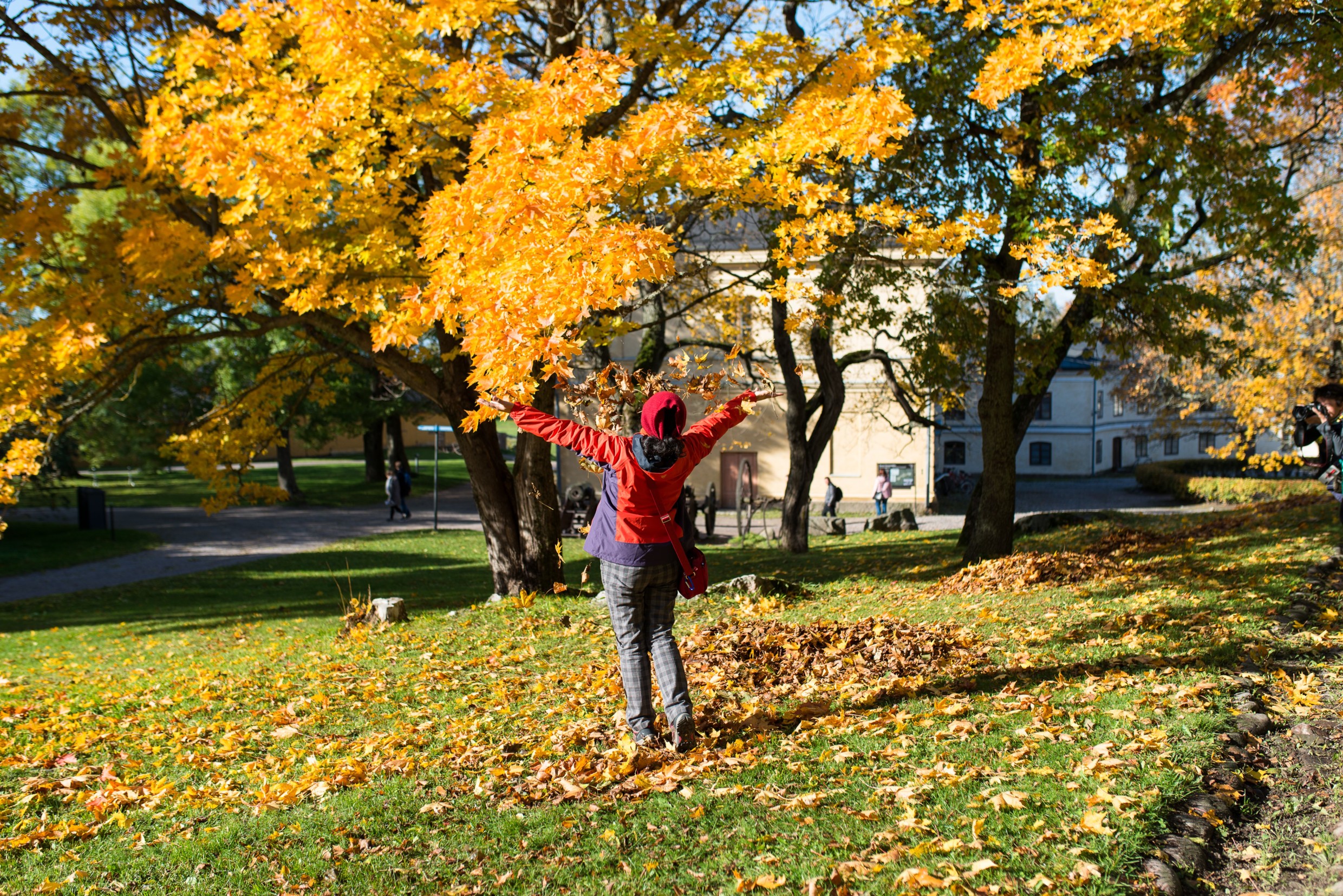 Aikuinen heittää syksyn kellastamia lehtiä ilmaan puistossa.
